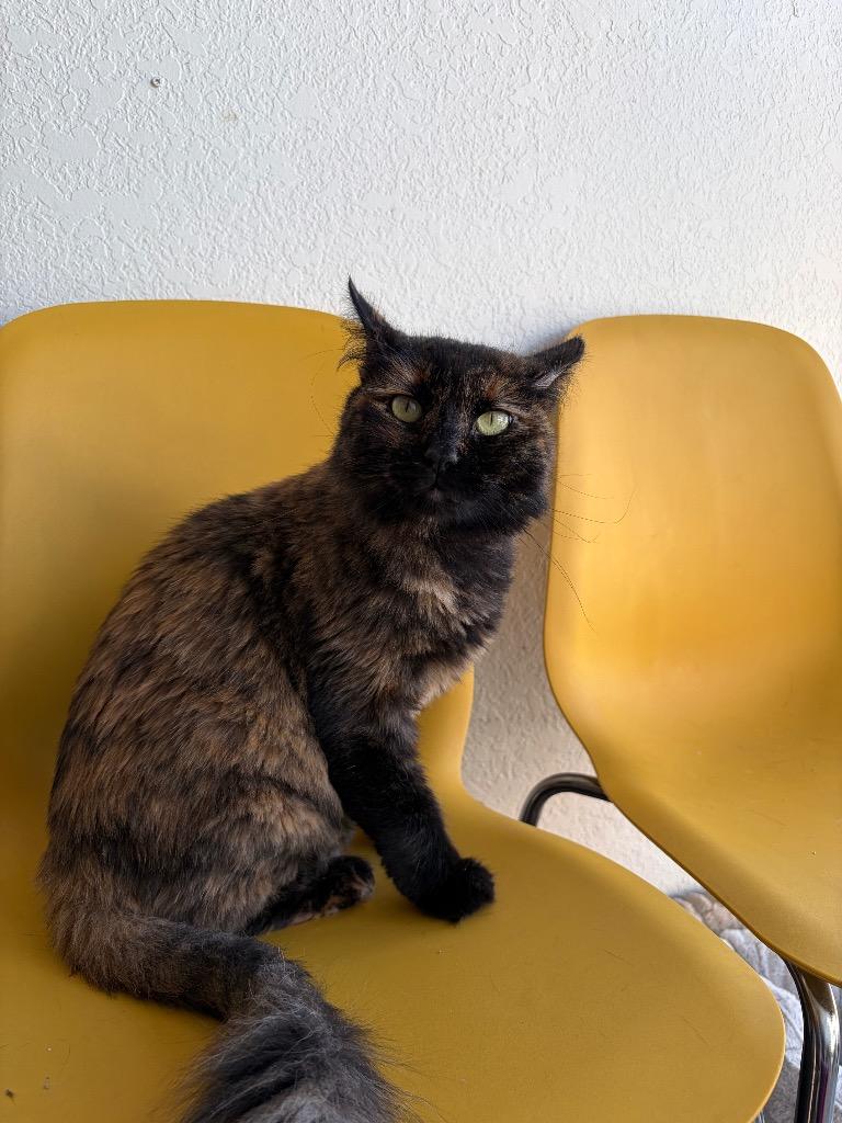 Mimi2, a Adoptable mixed breed in San Pedro, CA image 2/3