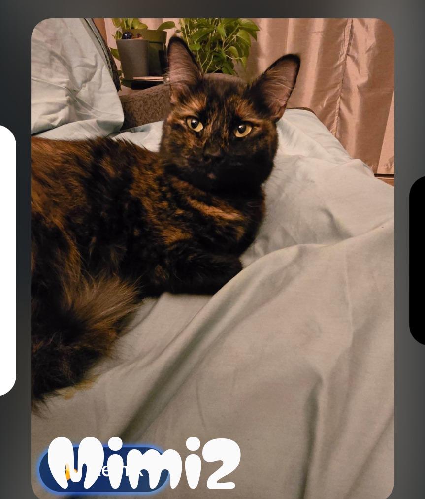 Mimi2, a Adoptable mixed breed in San Pedro, CA image 3/3