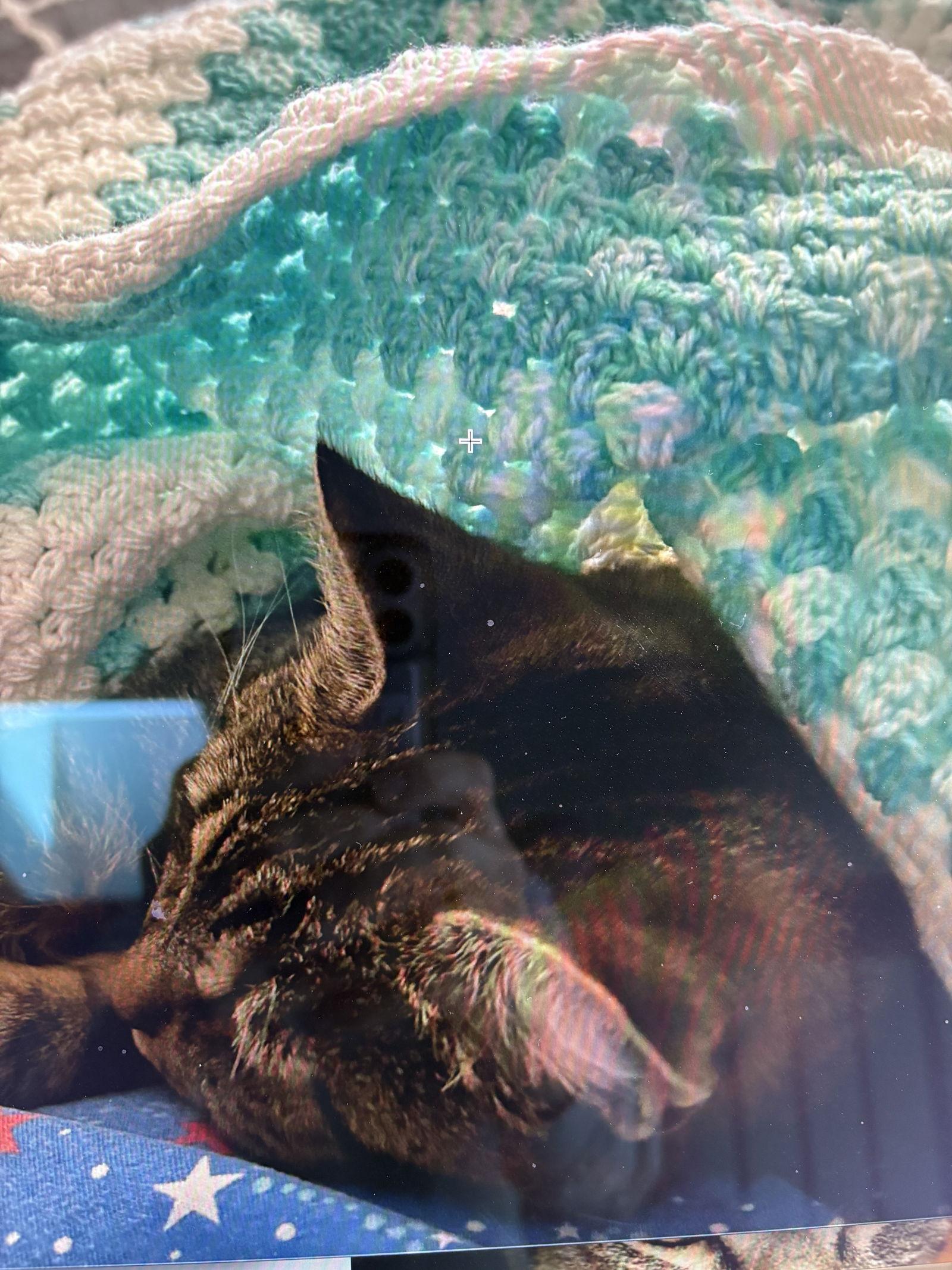 Daisy, Adopted, Young Female Domestic Short Hair & Tabby.