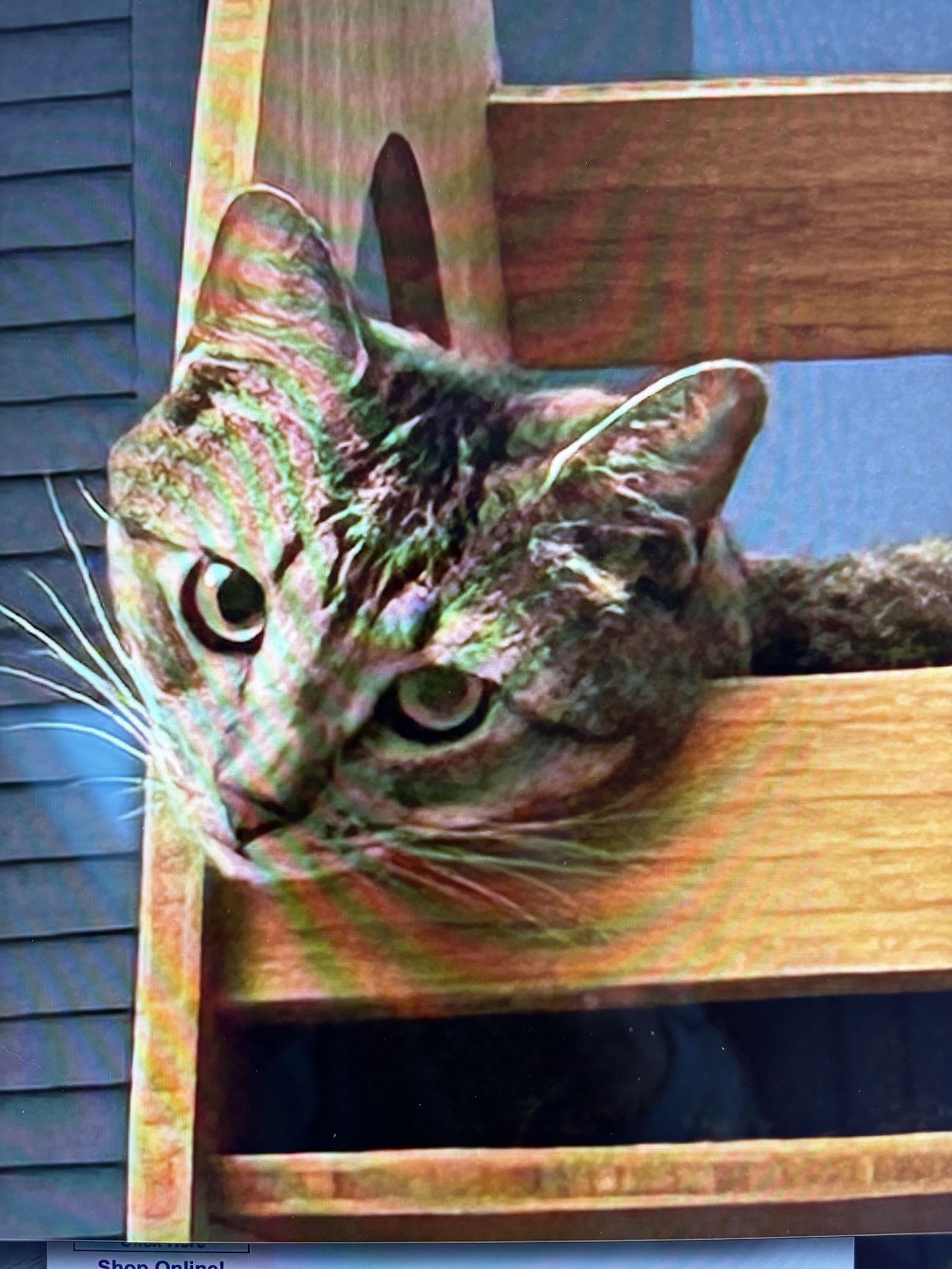 Enlarge Daisy, a Adopted mixed breed in West Palm Beach, FL image 3/3