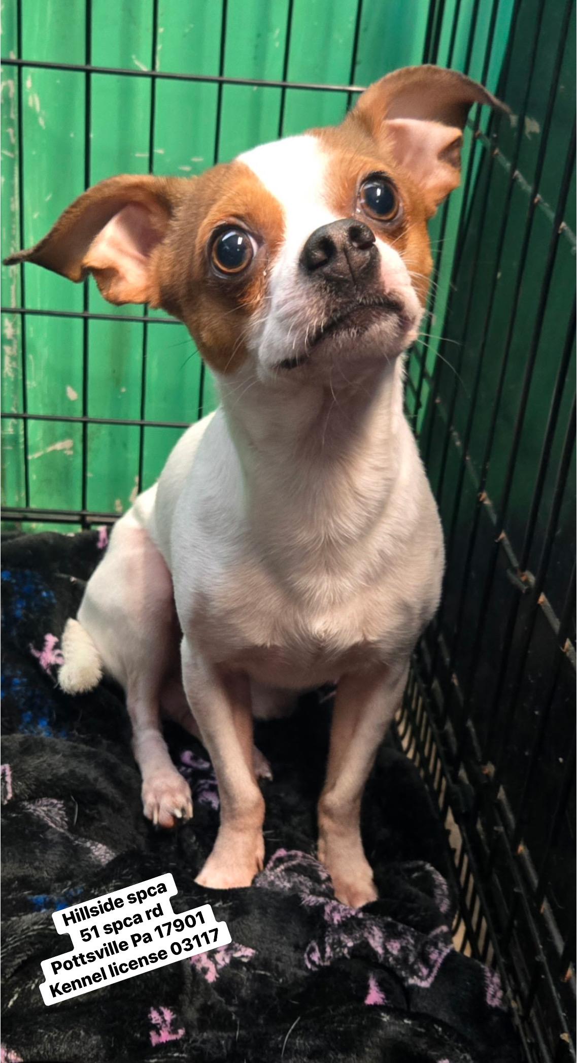 Joe, an adopted Chihuahua in Pottsville, PA image 1/2