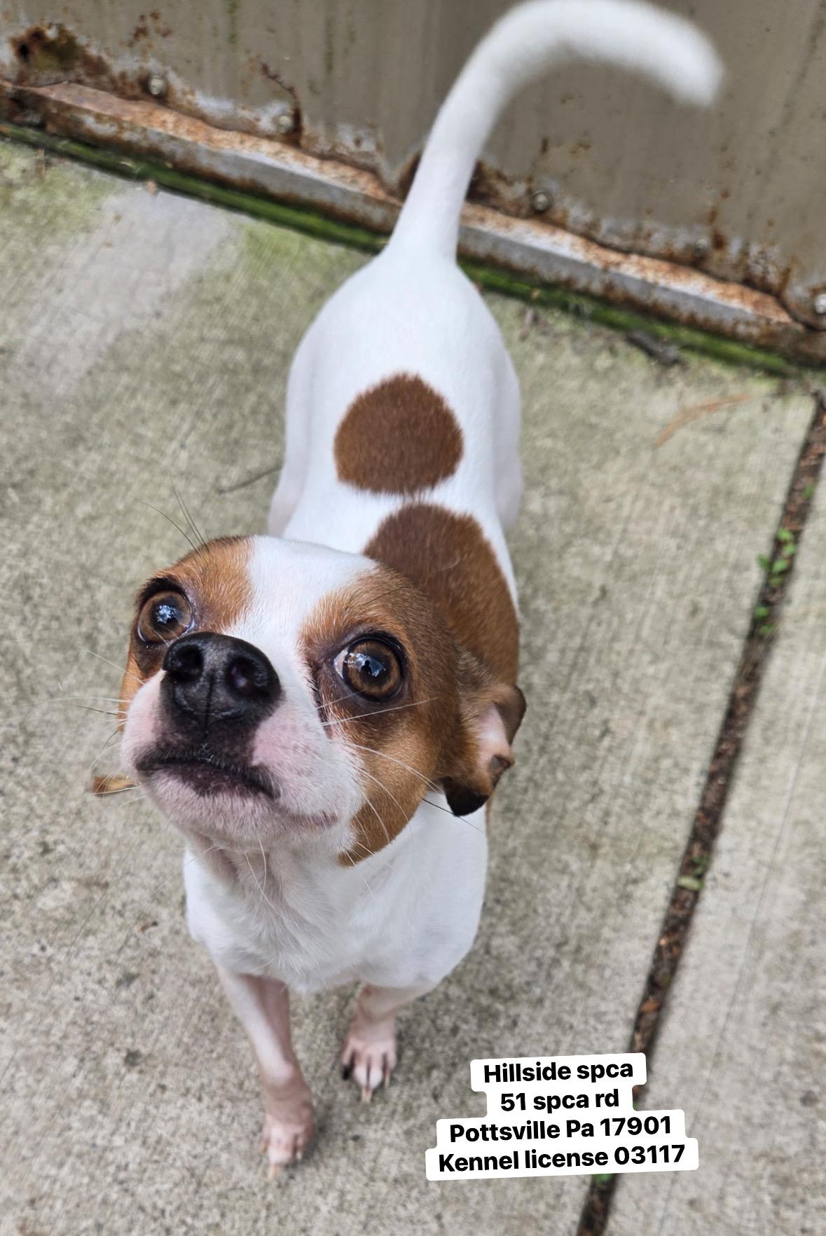 Joe, an adopted Chihuahua in Pottsville, PA image 2/2