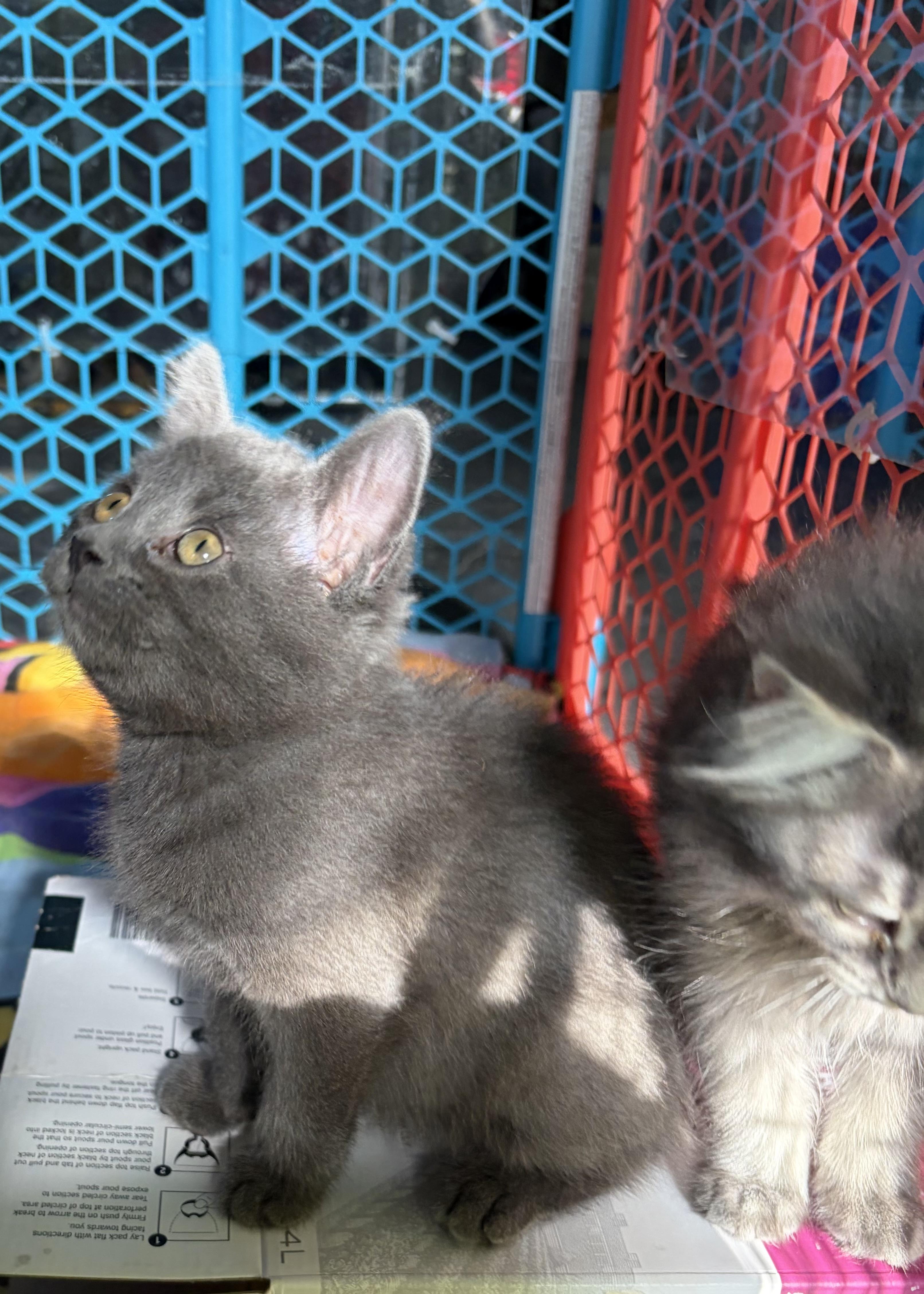 Enlarge Kisses, a Adoptable Domestic Short Hair in Steinbach, MB image 1/6