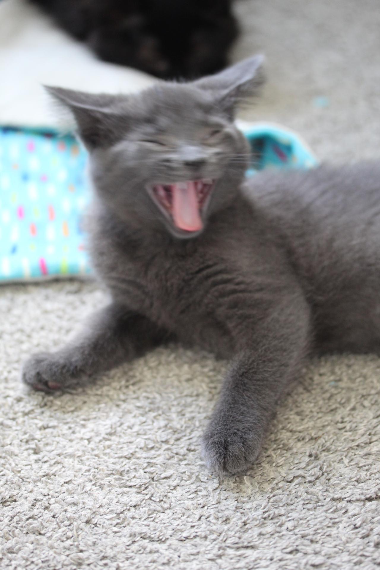 Enlarge Kisses, a Adoptable Domestic Short Hair in Steinbach, MB image 2/6