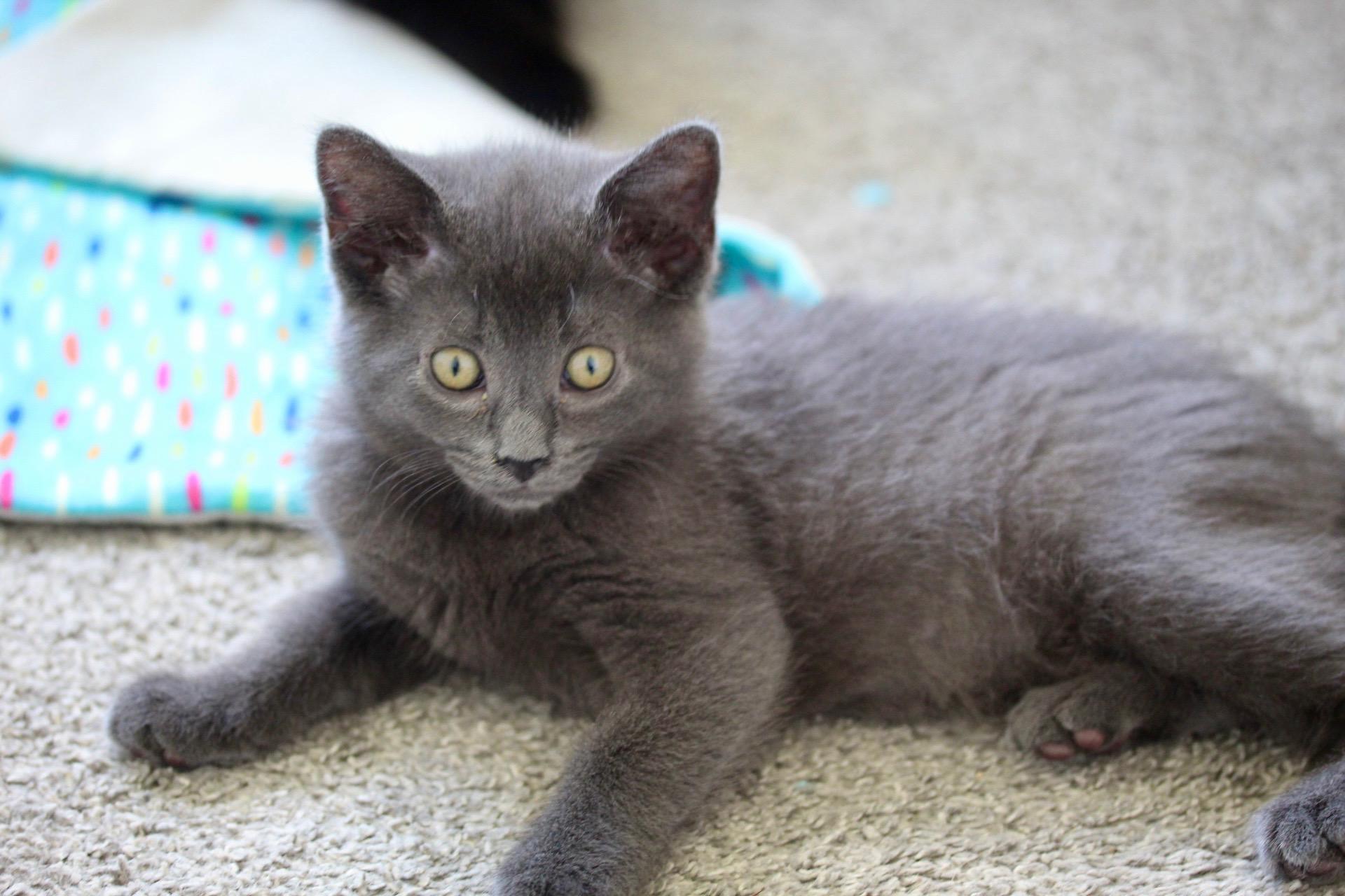 Enlarge Kisses, a Adoptable Domestic Short Hair in Steinbach, MB image 3/6