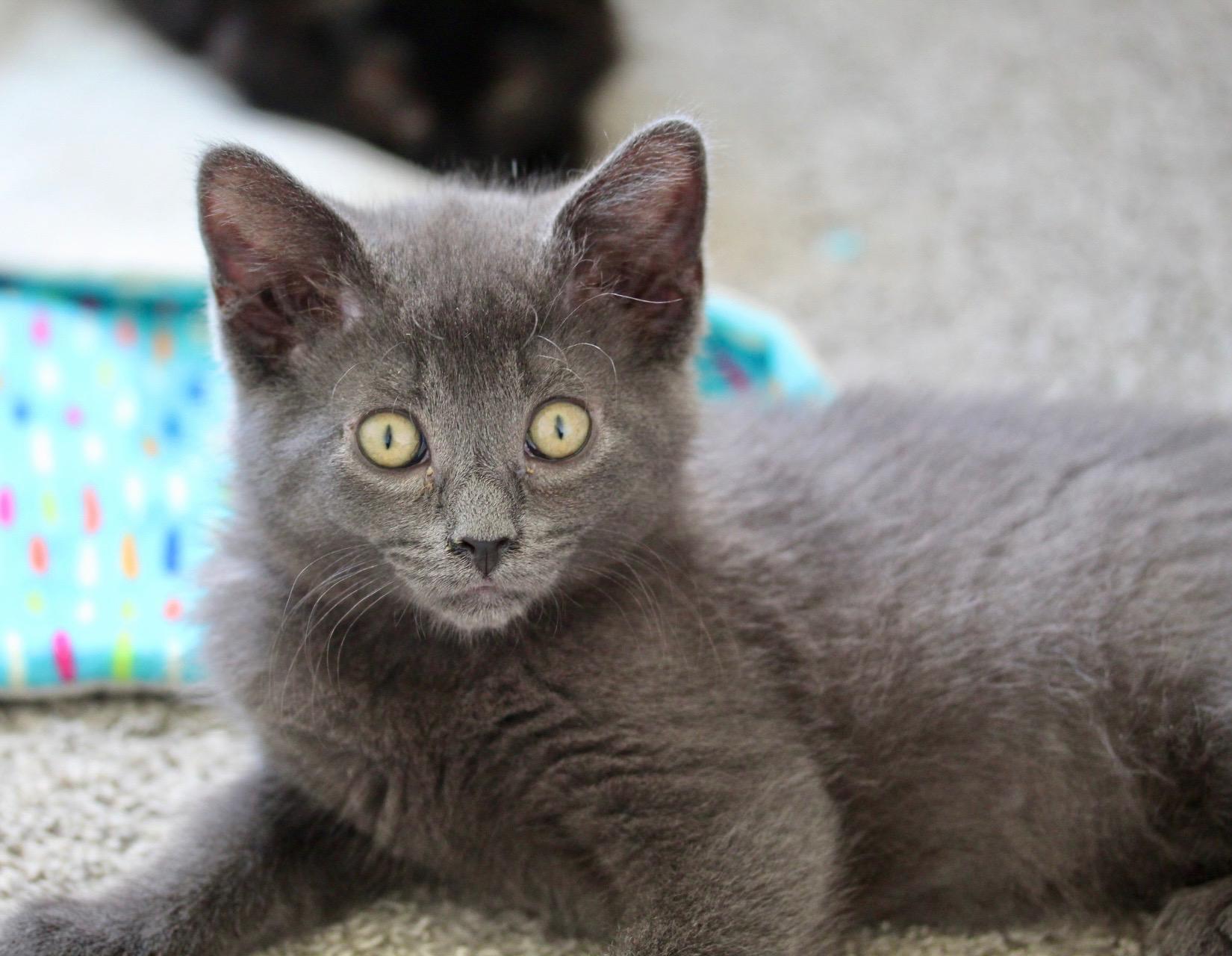 Enlarge Kisses, a Adoptable Domestic Short Hair in Steinbach, MB image 4/6