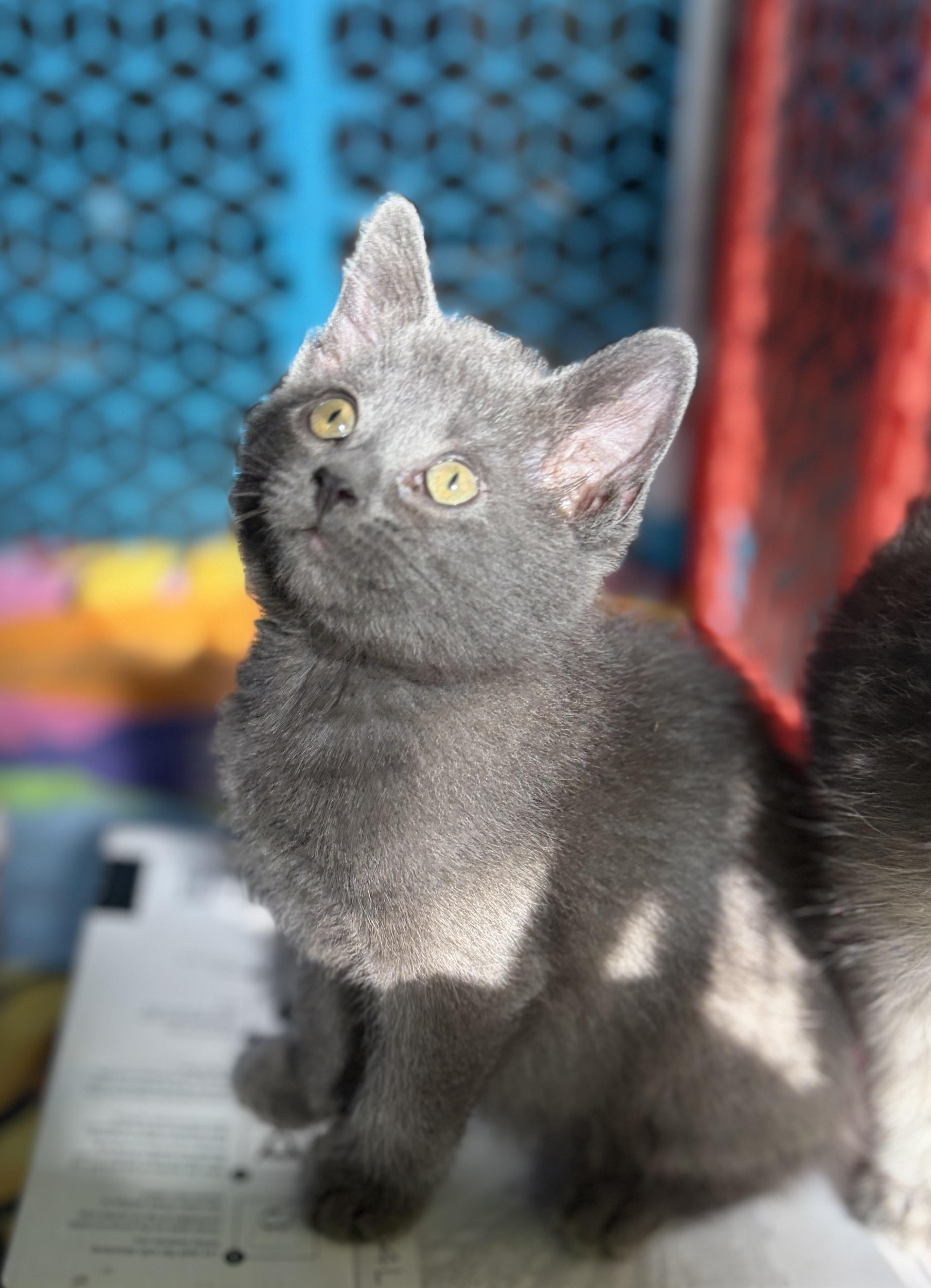 Enlarge Kisses, a Adoptable Domestic Short Hair in Steinbach, MB image 5/6