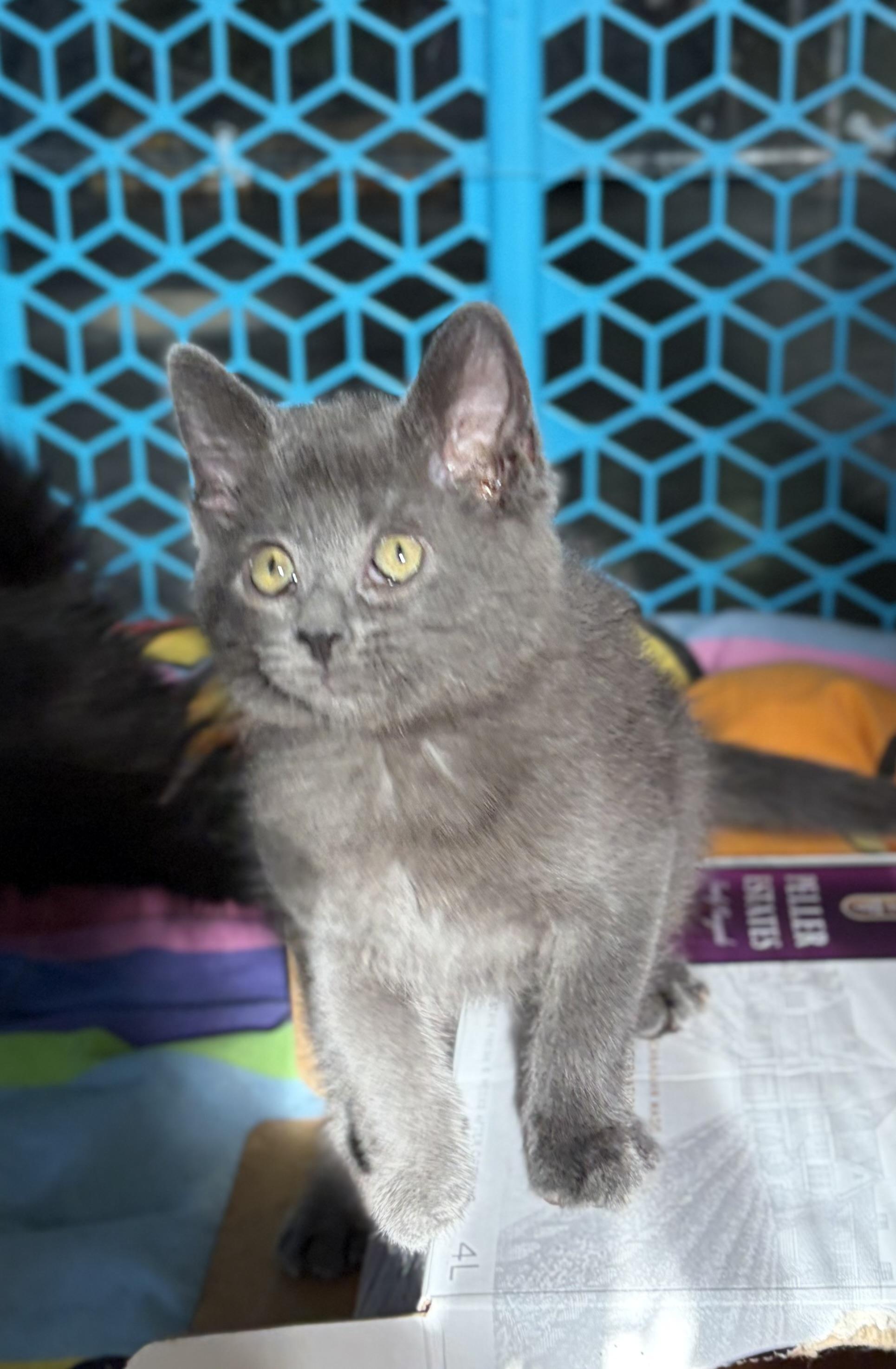 Enlarge Kisses, a Adoptable Domestic Short Hair in Steinbach, MB image 6/6
