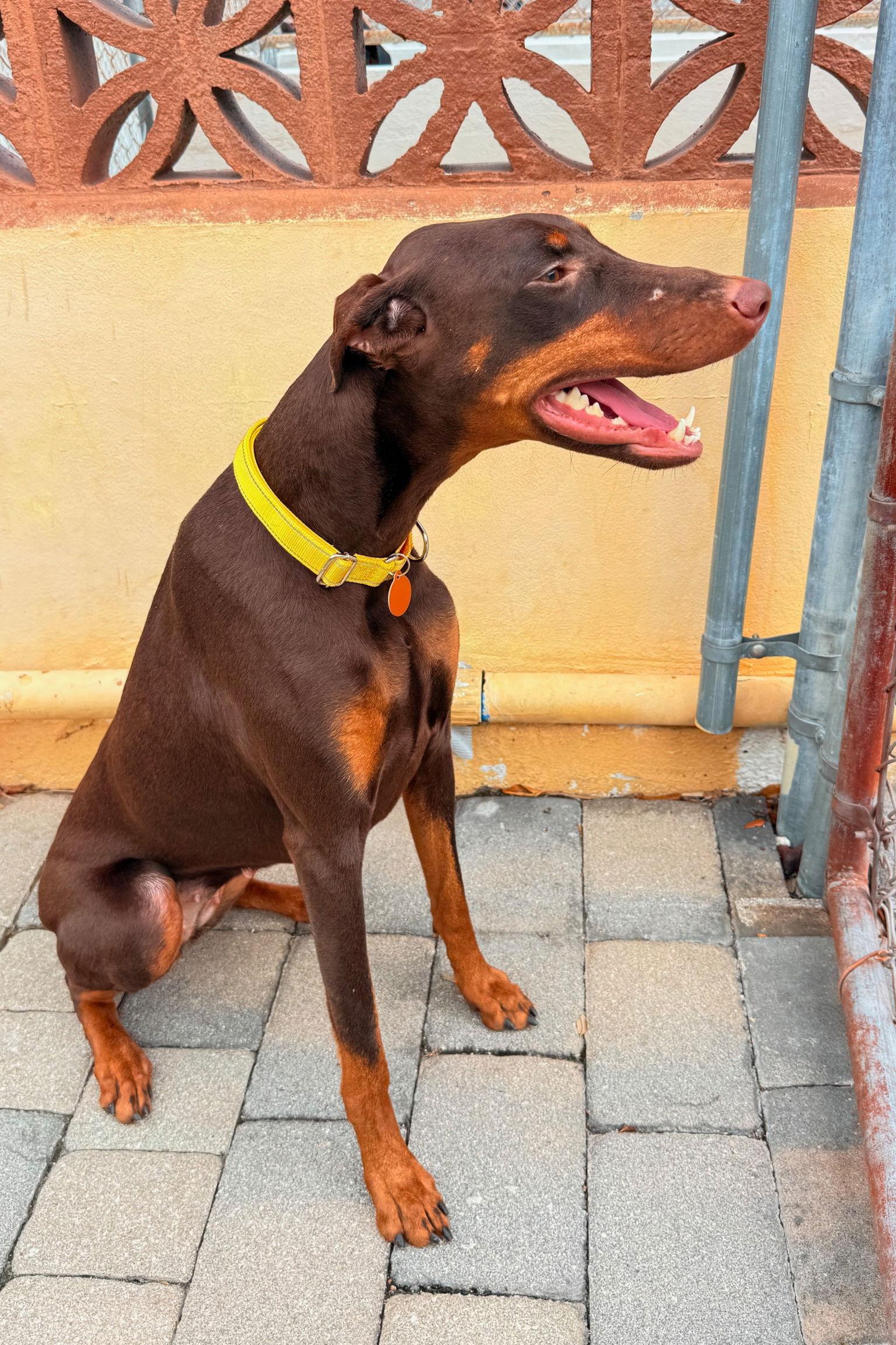 Luna 3540, a Adoptable Doberman Pinscher in Oakland Park, FL image 1/3