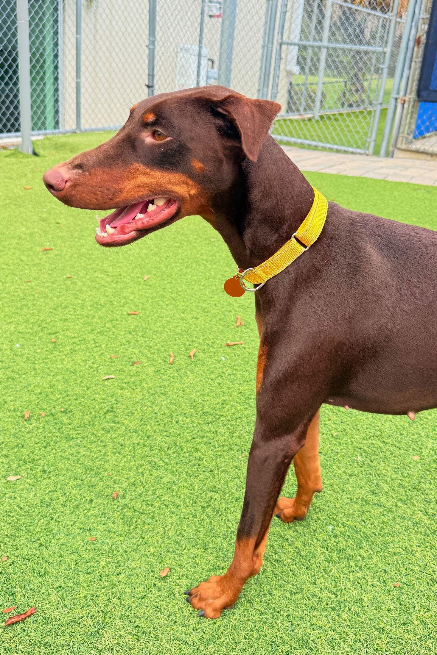 Luna 3540, a Adoptable Doberman Pinscher in Oakland Park, FL image 2/3