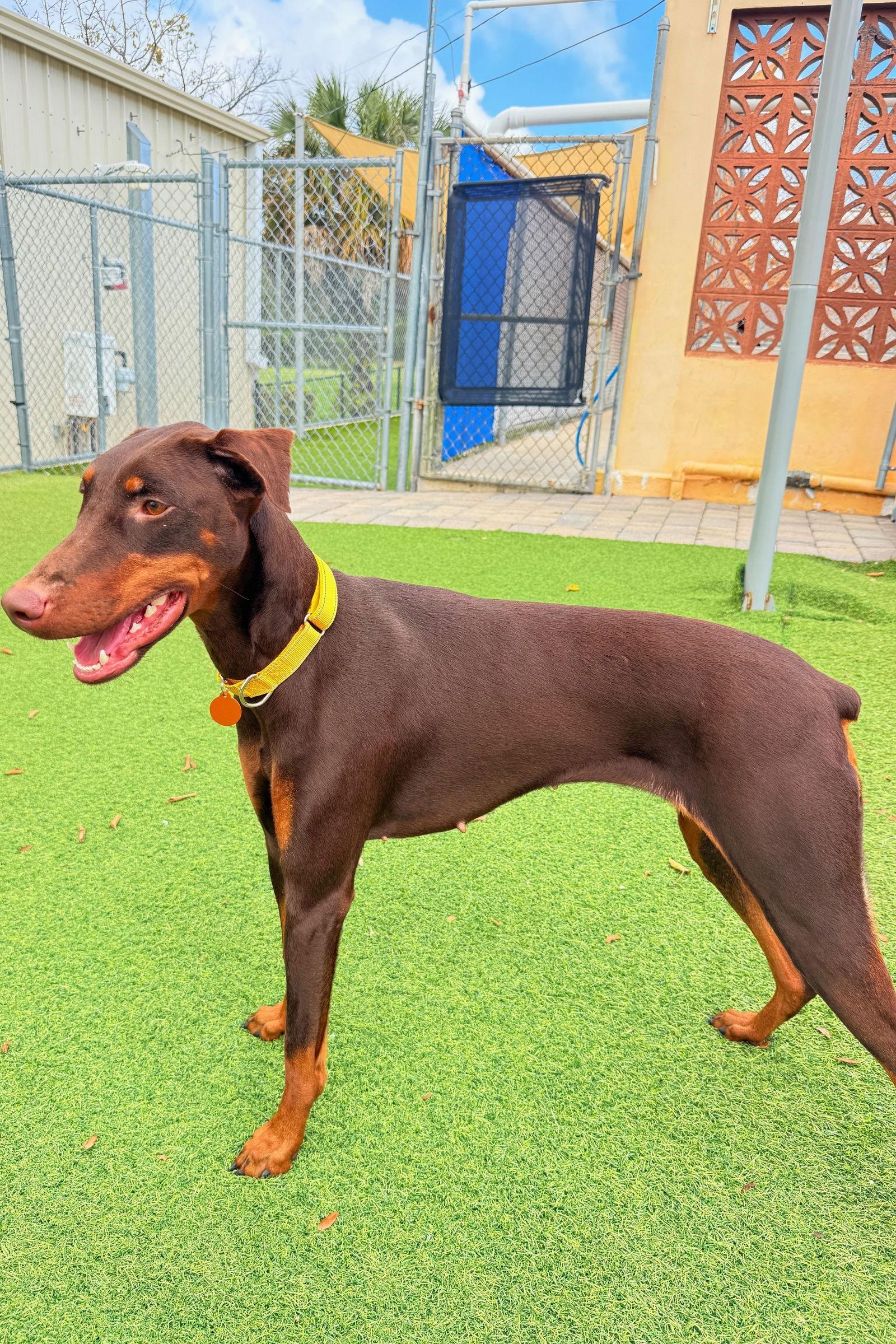 Luna 3540, a Adoptable Doberman Pinscher in Oakland Park, FL image 3/3