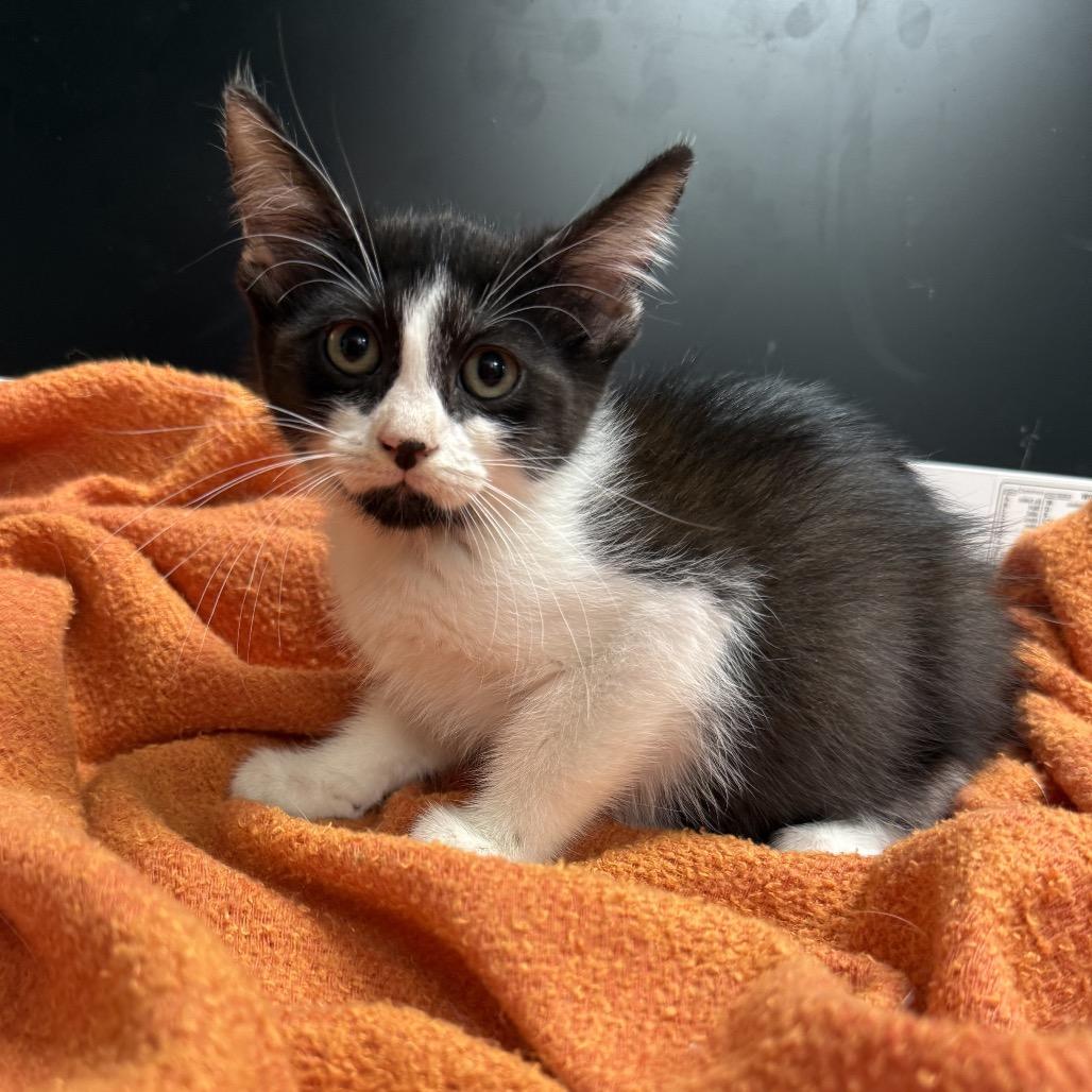 Enlarge Mary, a Adoptable Domestic Short Hair in North Port, FL image 1/6