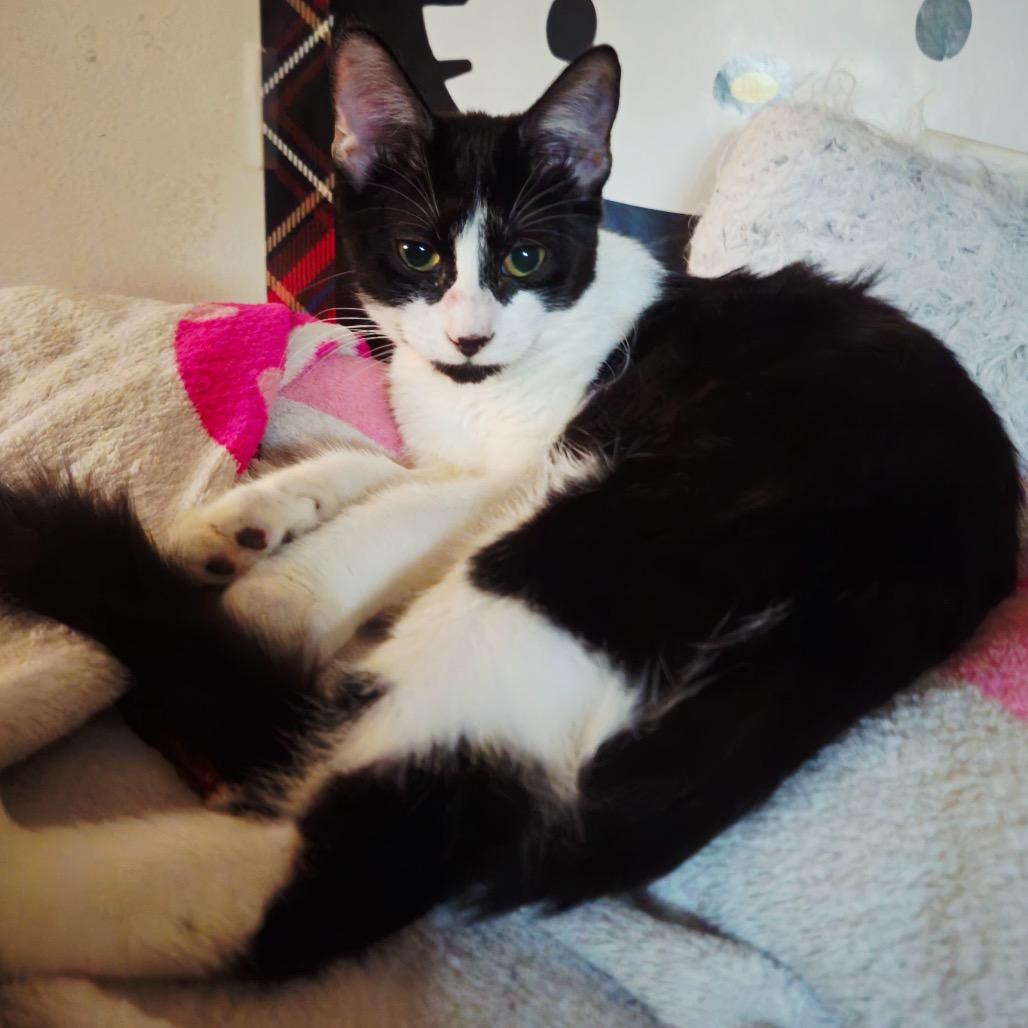 Mary, Adoptable, Young Female Domestic Short Hair.