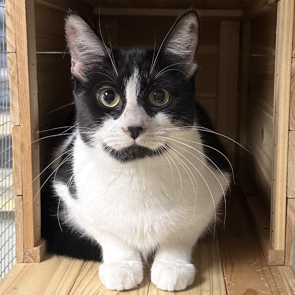 Enlarge Mary, a Adoptable Domestic Short Hair in North Port, FL image 2/6