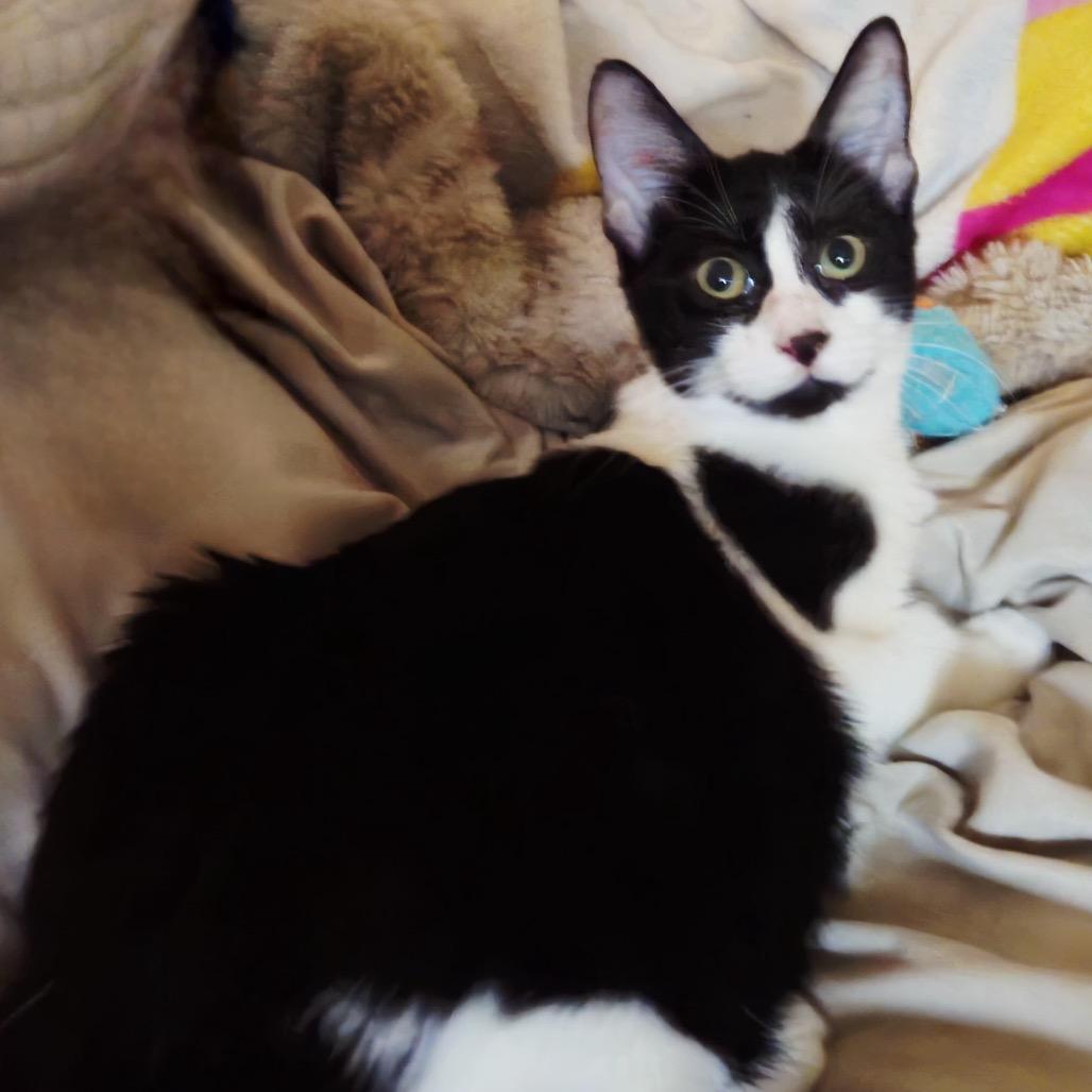 Enlarge Mary, a Adoptable Domestic Short Hair in North Port, FL image 3/6