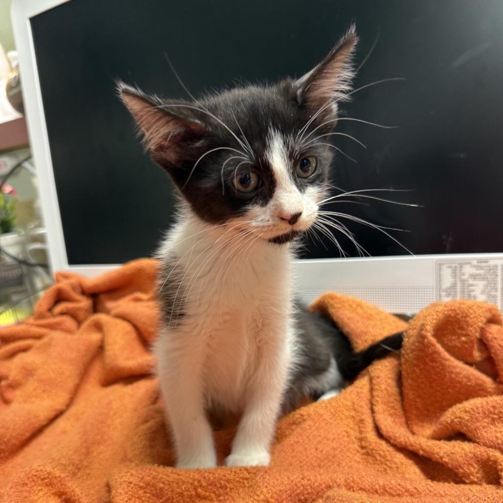 Enlarge Mary, a Adoptable Domestic Short Hair in North Port, FL image 4/6