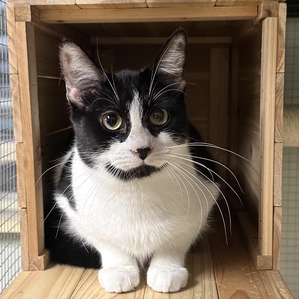 Enlarge Mary, a Adoptable Domestic Short Hair in North Port, FL image 5/6