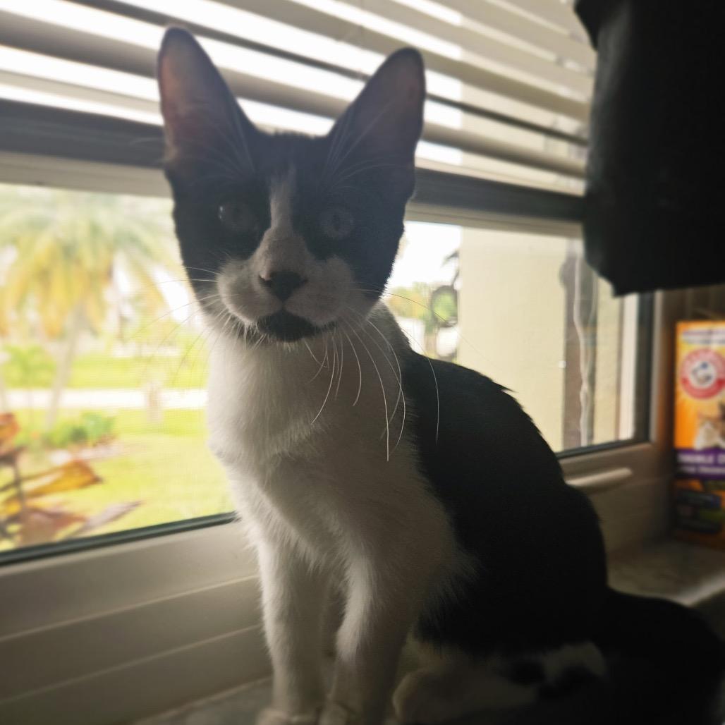 Enlarge Mary, a Adoptable Domestic Short Hair in North Port, FL image 6/6