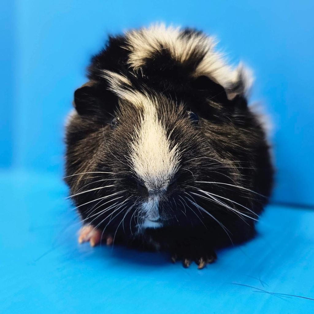 Julian / Haru, Adoptable, Adult Male Guinea Pig.