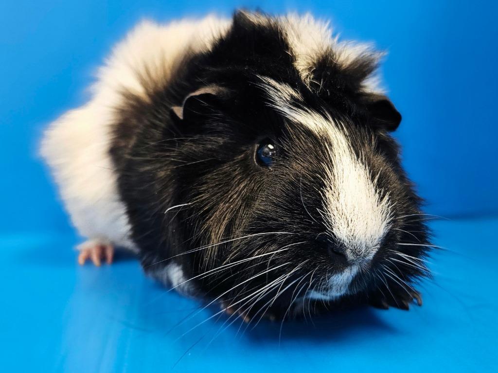 Julian / Haru, a Adoptable mixed breed in Lewisville, TX image 3/5