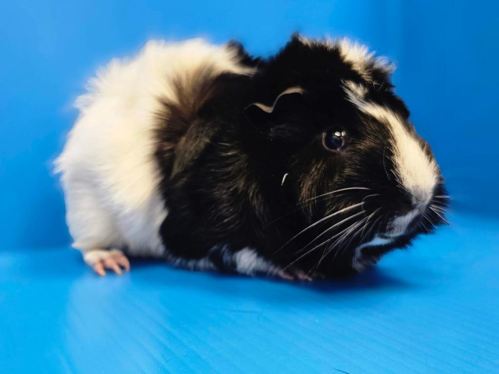 Julian / Haru, a Adoptable mixed breed in Lewisville, TX image 4/5