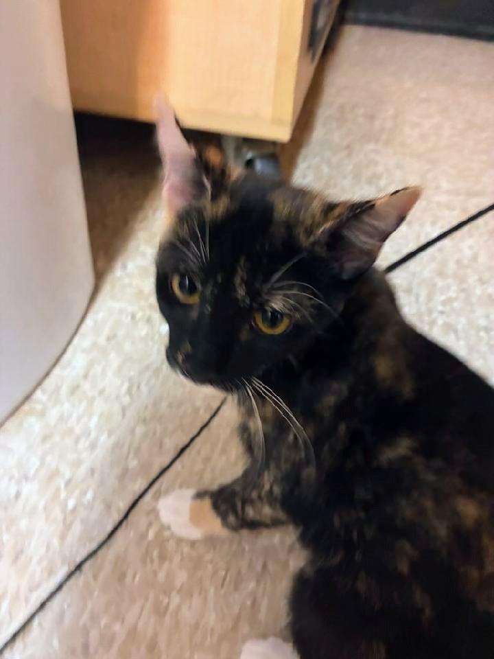 Enlarge Pepper Potts, a Adopted Calico in Waynesboro, VA image 3/4