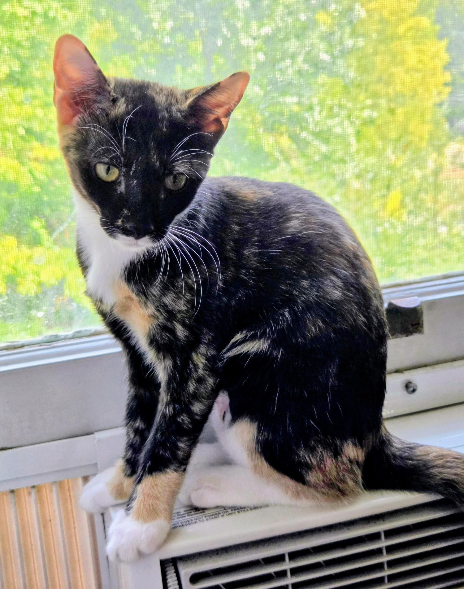 Pepper Potts, Adopted, Kitten Female Calico.