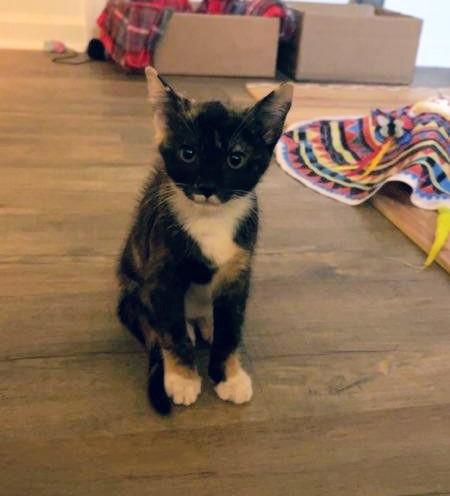 Pepper Potts, an adoptable Calico in Waynesboro, VA image 2/2