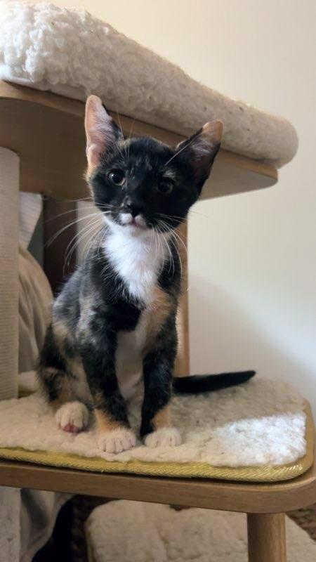 Pepper Potts, adoptable, Kitten Female Calico.