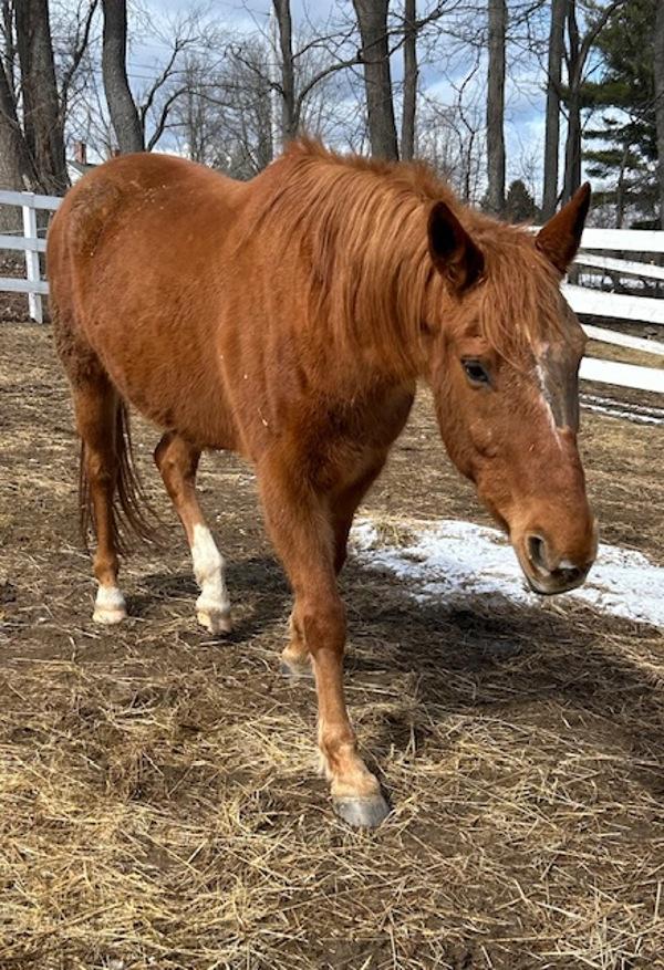 Enlarge Bella, a Adoptable mixed breed in Stratham, NH image 1/1