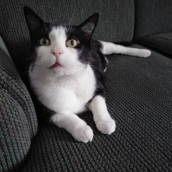 Enlarge ALEXA, a Adoptable Domestic Short Hair in Parry Sound, ON image 1/6