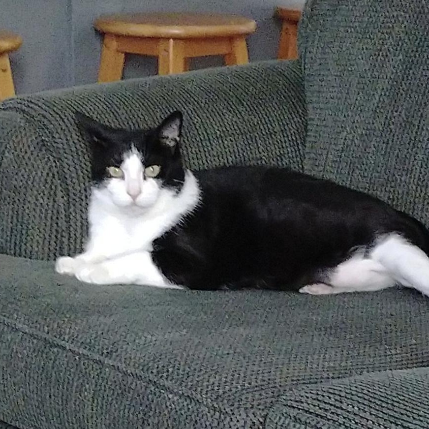 Enlarge ALEXA, a Adoptable Domestic Short Hair in Parry Sound, ON image 2/6