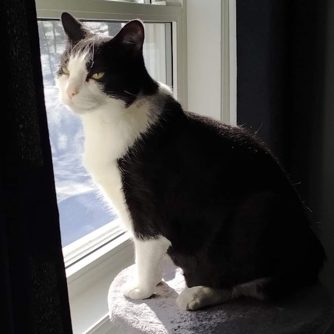 Enlarge ALEXA, a Adoptable Domestic Short Hair in Parry Sound, ON image 3/6