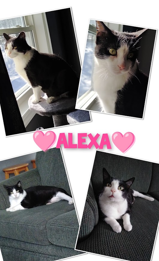 Enlarge ALEXA, a Adoptable Domestic Short Hair in Parry Sound, ON image 4/6