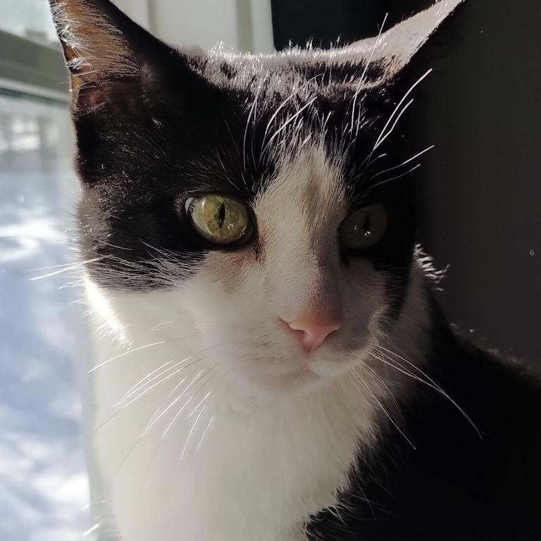 Enlarge ALEXA, a Adoptable Domestic Short Hair in Parry Sound, ON image 5/6