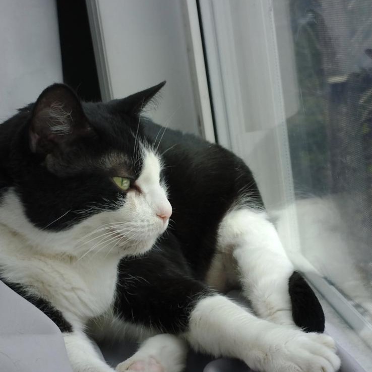 Enlarge ALEXA, a Adoptable Domestic Short Hair in Parry Sound, ON image 6/6