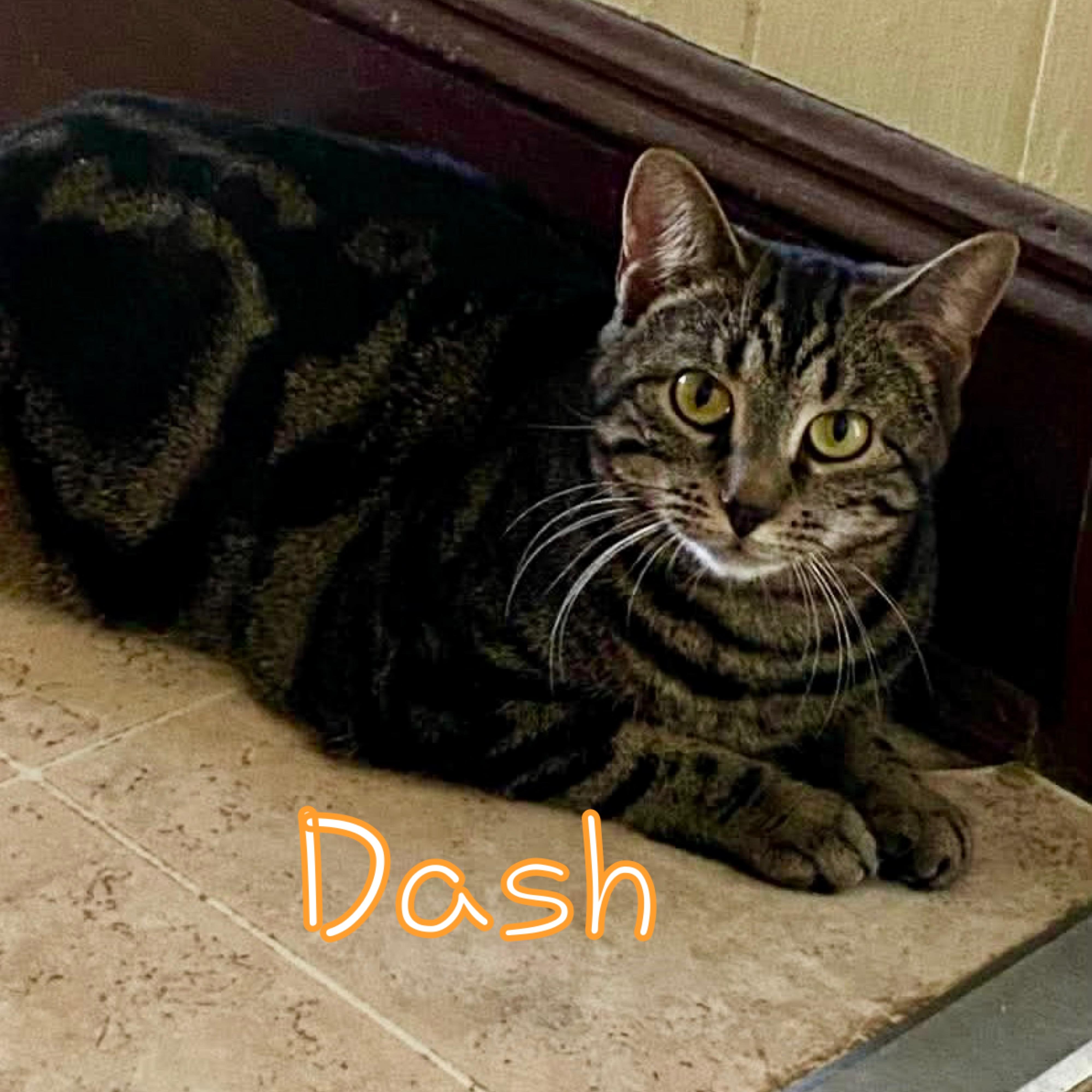 Dash, ADOPTABLE, Young Male Domestic Short Hair.