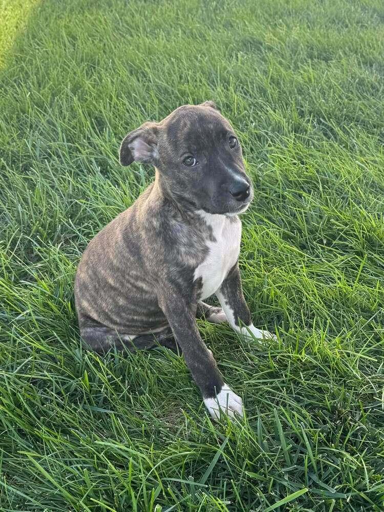 Enlarge Ham, a Adoptable mixed breed in Lincoln, NE image 2/4