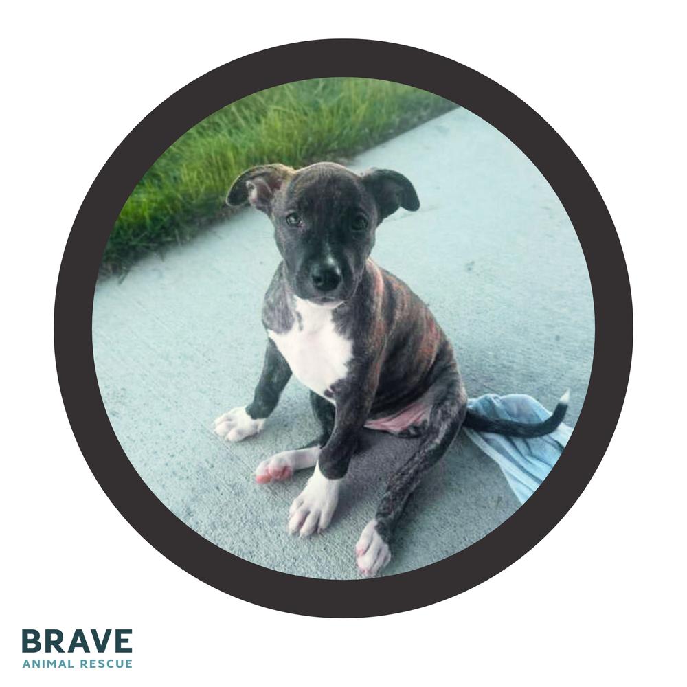 Enlarge Ham, a Adoptable mixed breed in Lincoln, NE image 3/4
