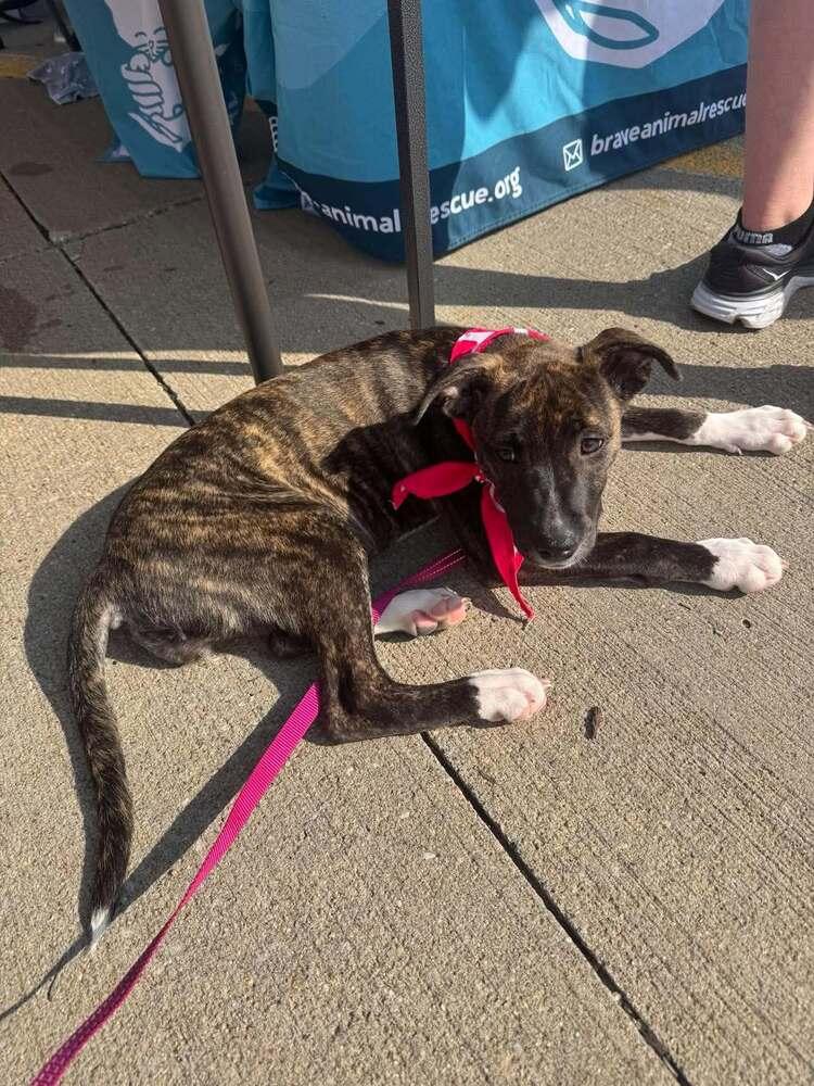 Enlarge Ham, a Adoptable mixed breed in Lincoln, NE image 6/6