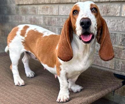 Enlarge MIMI, a Adoptable Basset Hound in Mays Landing, NJ image 1/3