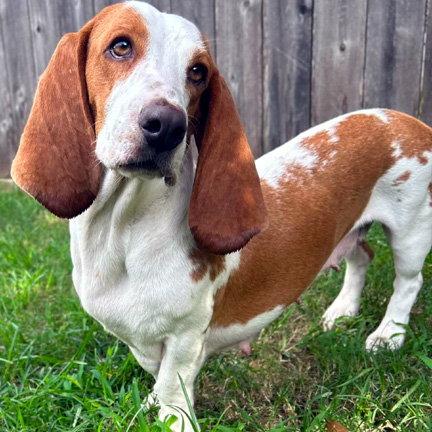 Enlarge MIMI, a Adoptable Basset Hound in Mays Landing, NJ image 2/3
