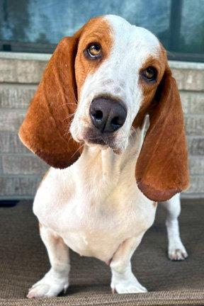 Enlarge MIMI, a Adoptable Basset Hound in Mays Landing, NJ image 3/3