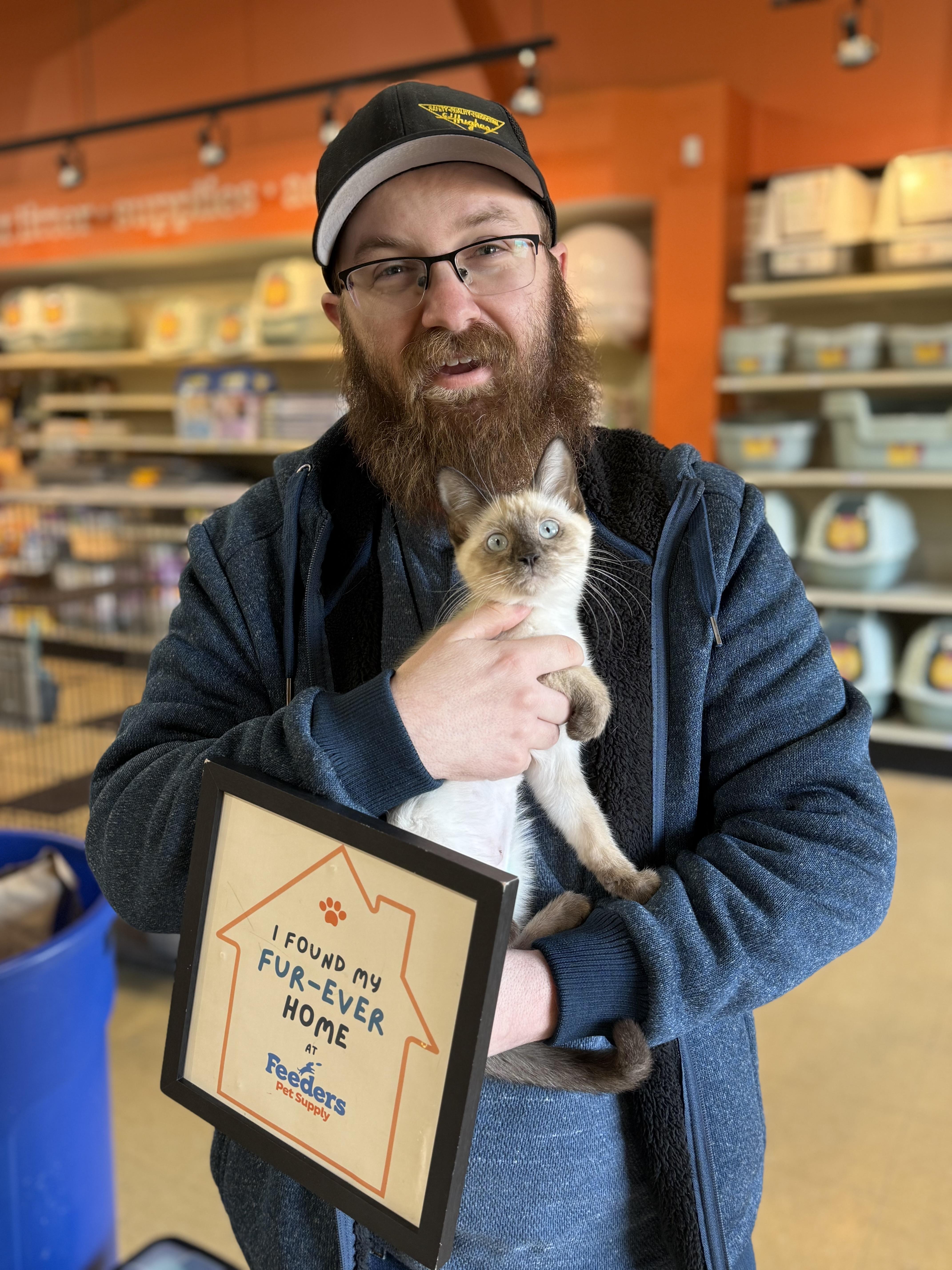 Enlarge Willow, an adopted Siamese in Louisville, KY image 2/2