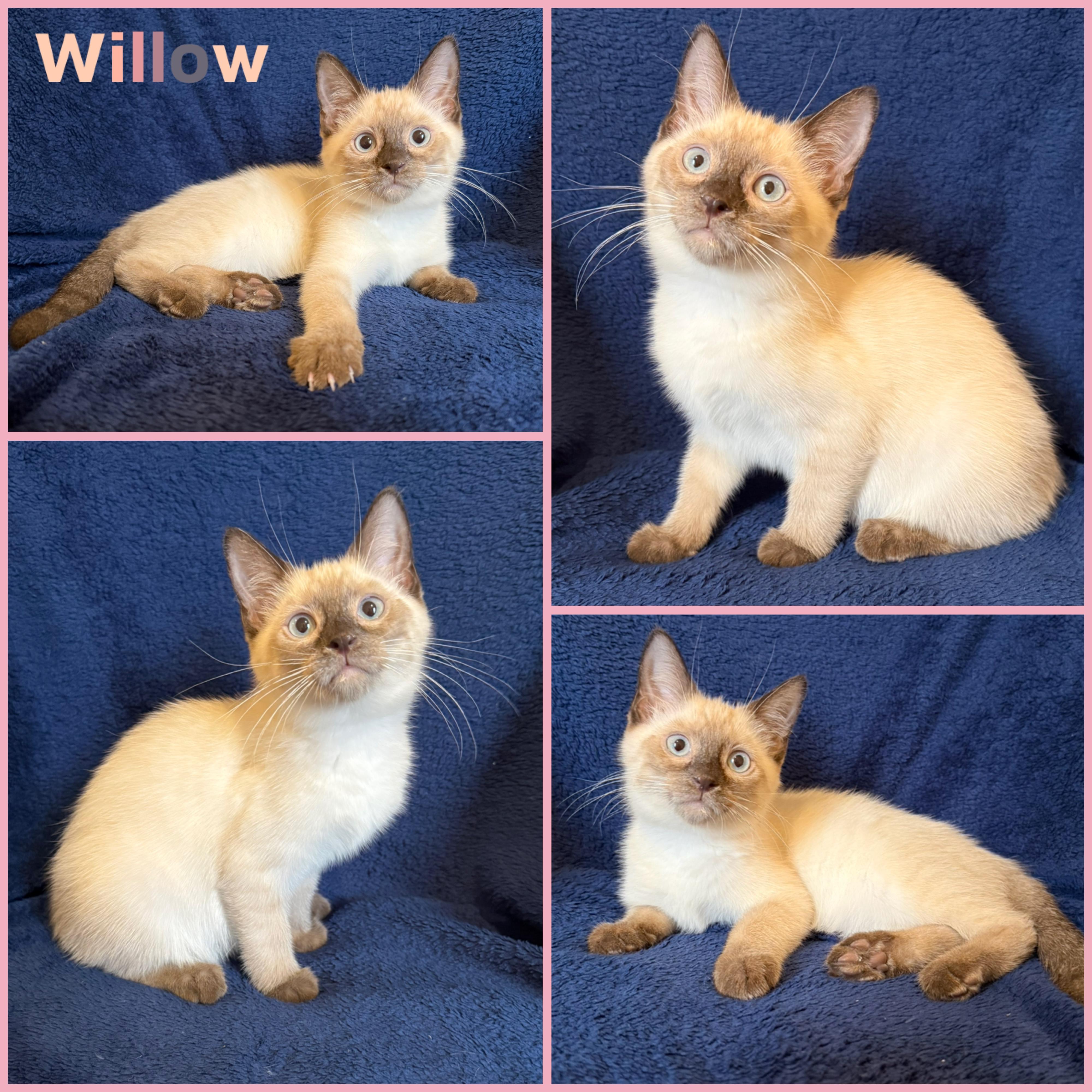 Willow, ADOPTABLE, Kitten Female Siamese.