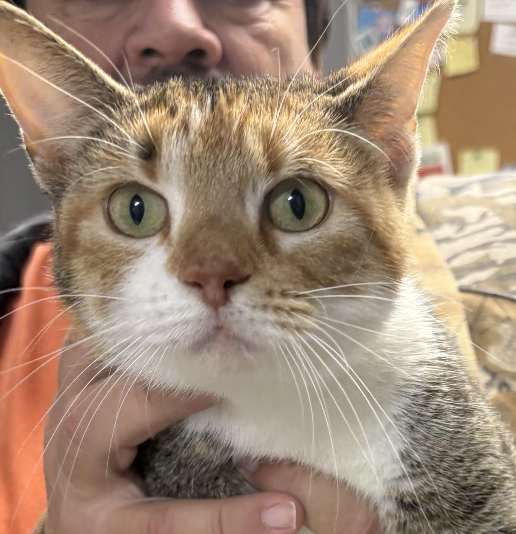 Stormi, Adoptable, Adult Female Calico.