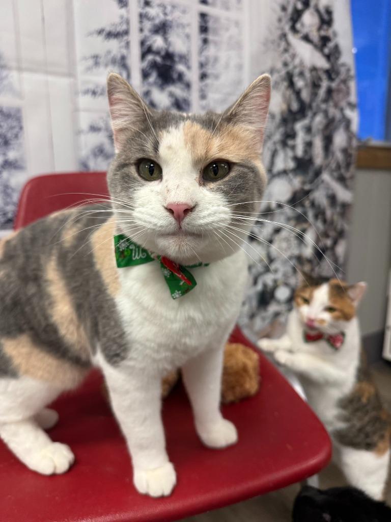 Hana, Adoptable, Adult Female Domestic Short Hair.