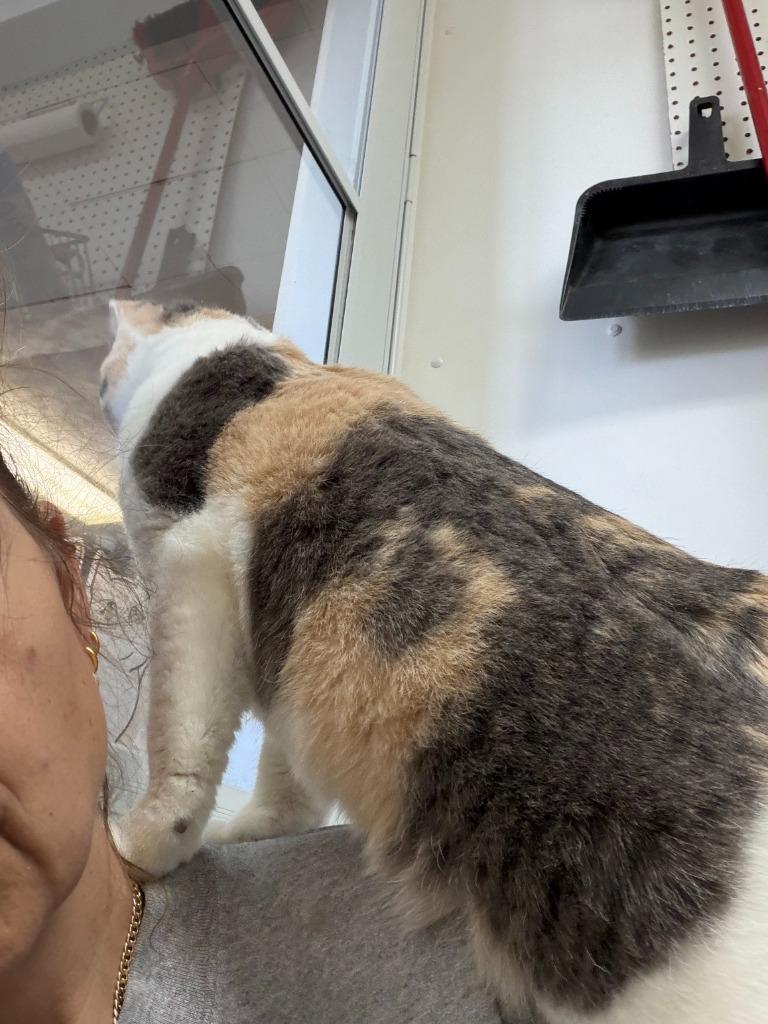 Enlarge Hana, a Adoptable mixed breed in Algona, IA image 2/5