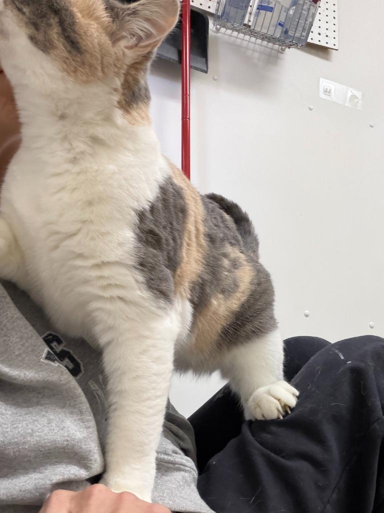 Enlarge Hana, a Adoptable mixed breed in Algona, IA image 3/5