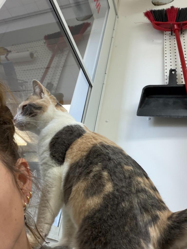 Enlarge Hana, a Adoptable mixed breed in Algona, IA image 5/5